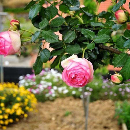 Le Rose Vila San Biagio della Cima Exterior foto