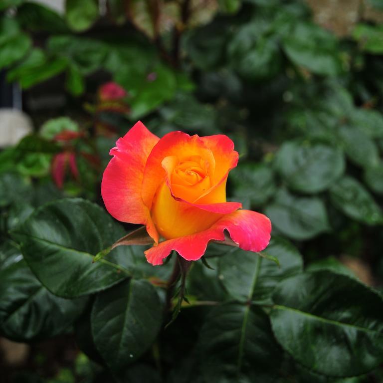 Le Rose Vila San Biagio della Cima Exterior foto