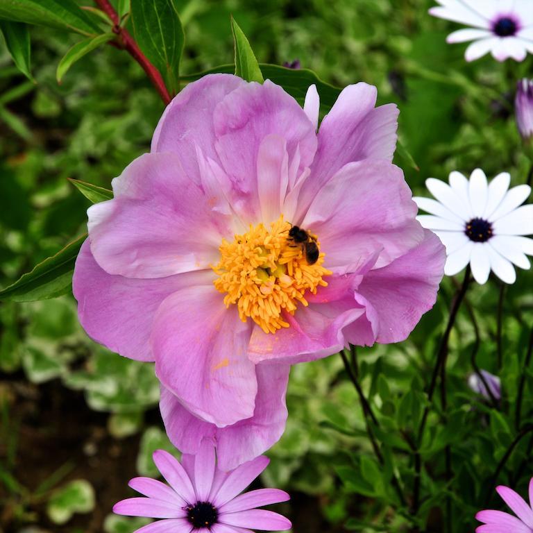 Le Rose Vila San Biagio della Cima Exterior foto