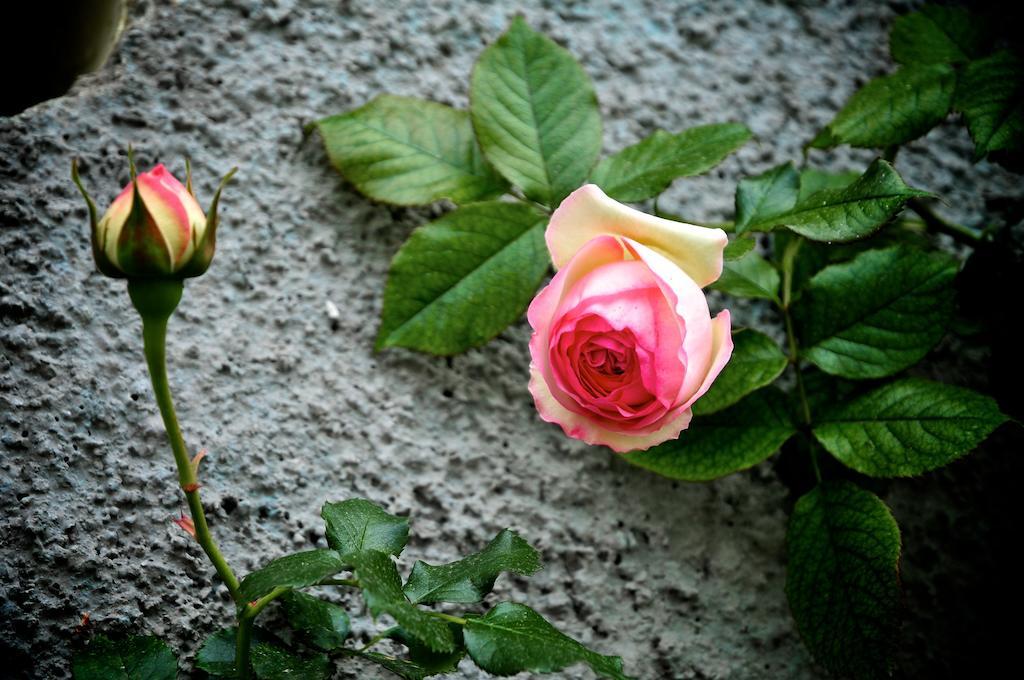 Le Rose Vila San Biagio della Cima Exterior foto