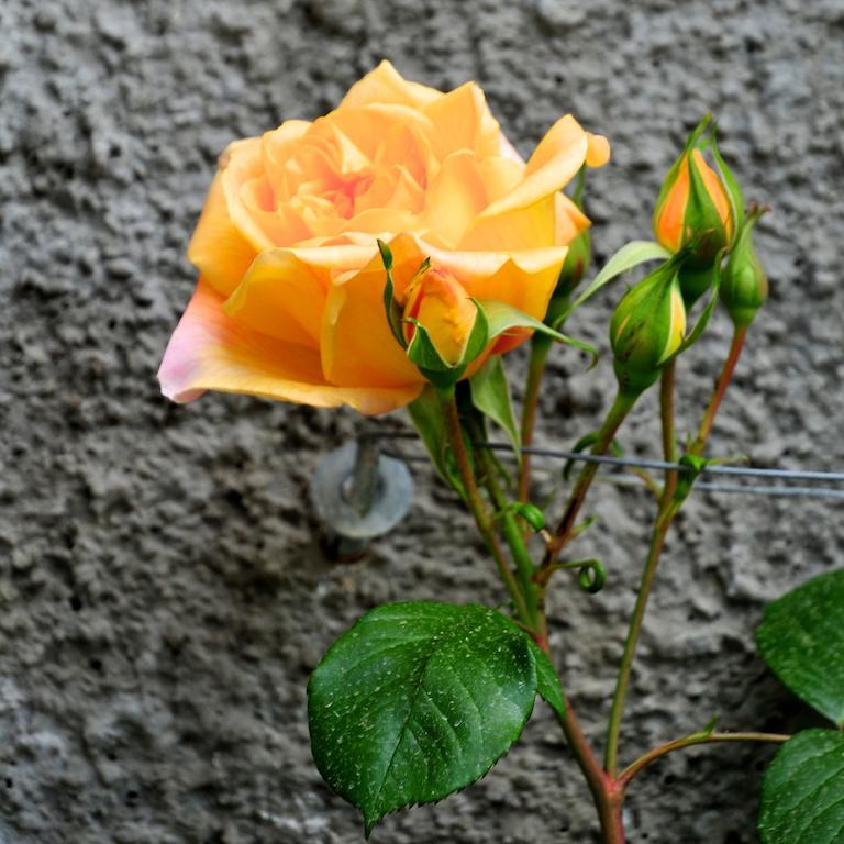 Le Rose Vila San Biagio della Cima Exterior foto