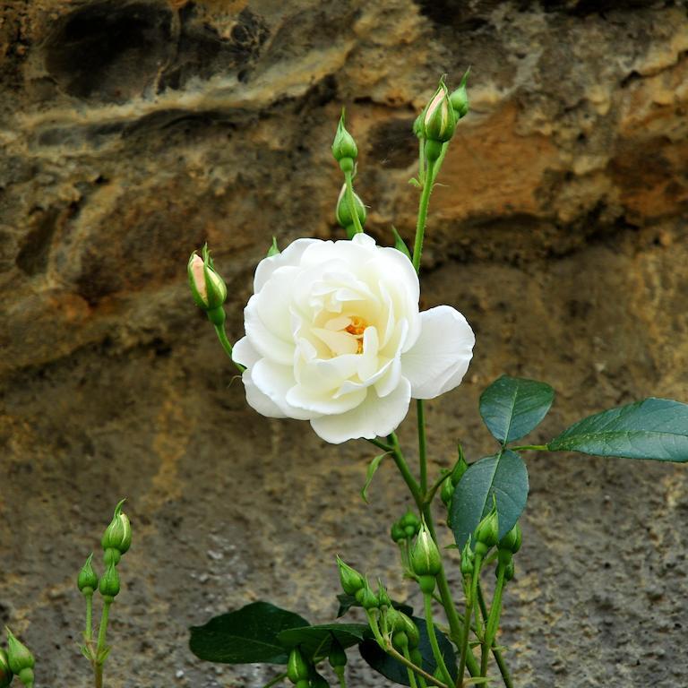 Le Rose Vila San Biagio della Cima Exterior foto